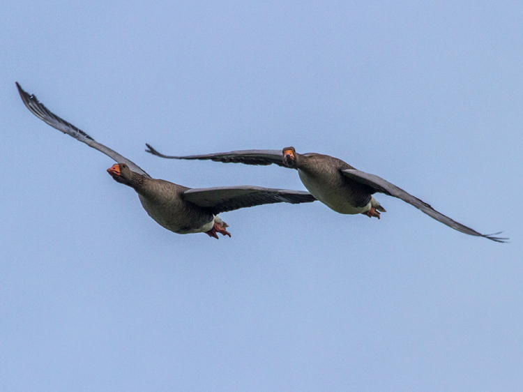 domestic Greylag Goose x Swan Goose hybrid